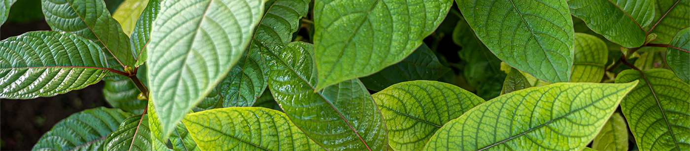 Image of Leaves